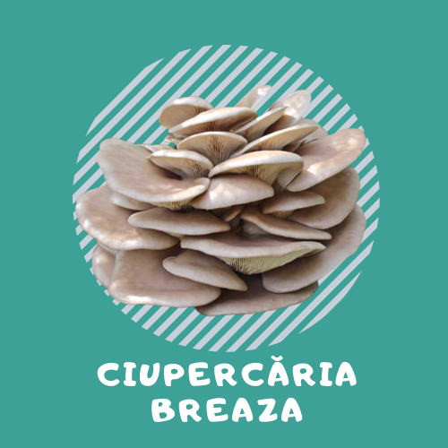 logo Ciupercăria Breaza