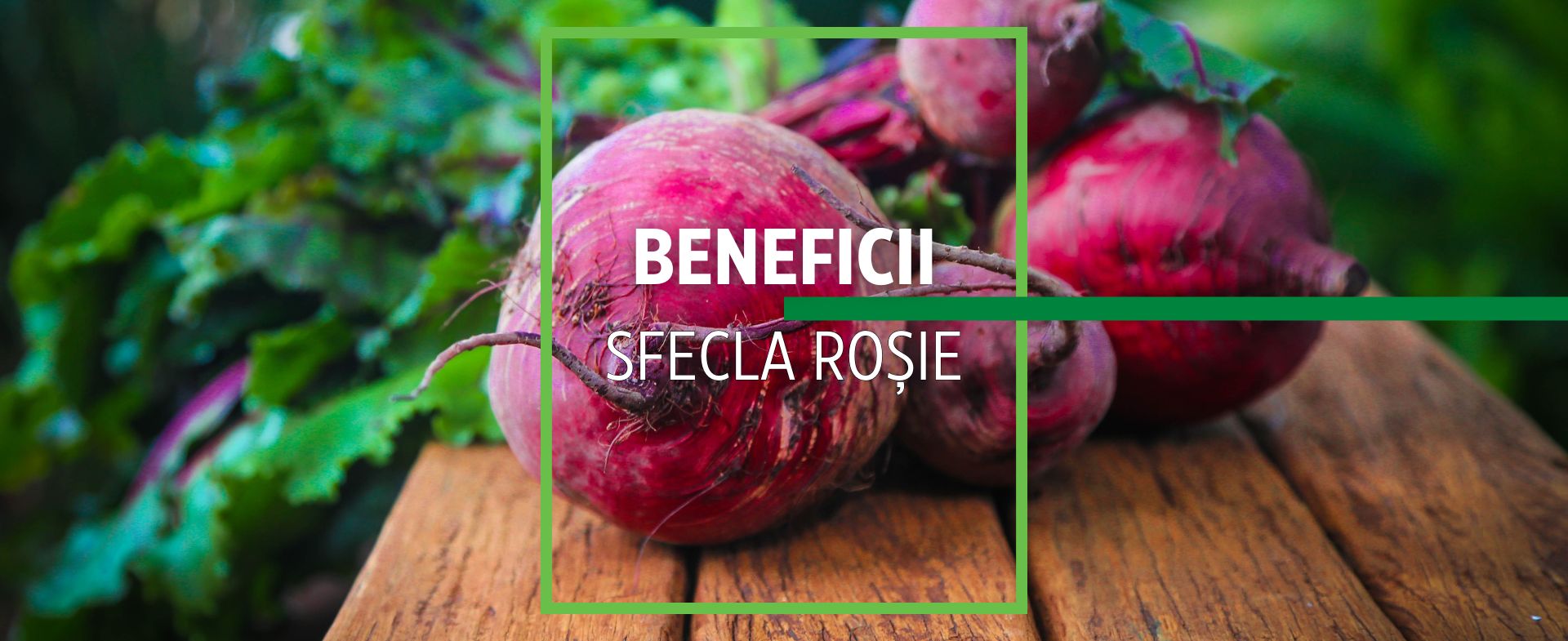 Sfecla roșie: beneficii, proprietăți și contraindicații ale sfeclei roșii pentru sănătate