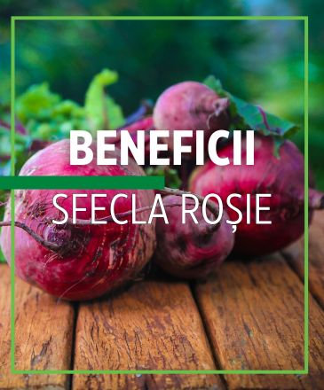 Sfecla roșie: beneficii, proprietăți și contraindicații ale sfeclei roșii pentru sănătate